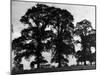 Elm Trees-null-Mounted Photographic Print