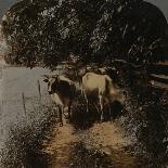 'Cows coming home up the lane at milking-time', c1900-Elmer Underwood-Photographic Print