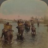 'Cows coming home up the lane at milking-time', c1900-Elmer Underwood-Photographic Print