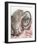 Eloise-Rachael Hale-Framed Photographic Print