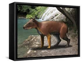Elomeryx Is an Artiodactyl Ungulate from the Cenozoic Era-Stocktrek Images-Framed Stretched Canvas