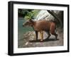 Elomeryx Is an Artiodactyl Ungulate from the Cenozoic Era-Stocktrek Images-Framed Art Print