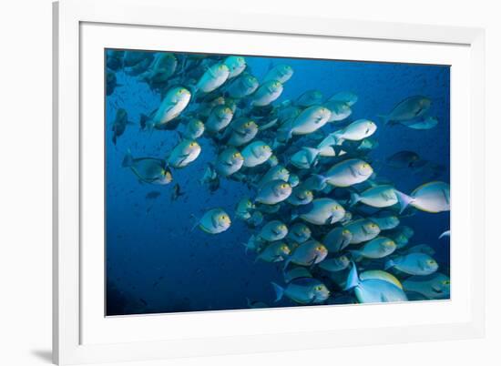 Elongate surgeonfish school, Indonesia-Georgette Douwma-Framed Photographic Print