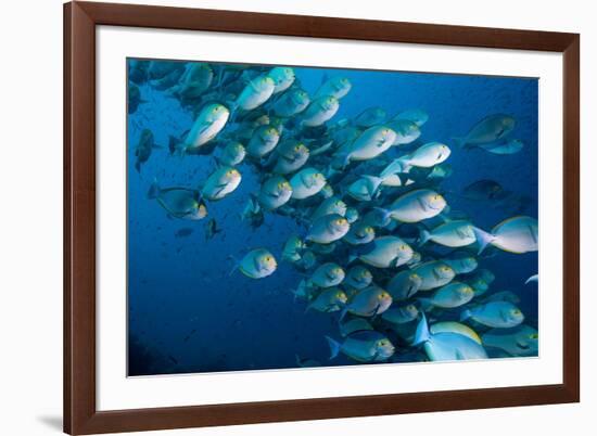 Elongate surgeonfish school, Indonesia-Georgette Douwma-Framed Photographic Print