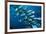 Elongate surgeonfish school, Indonesia-Georgette Douwma-Framed Photographic Print