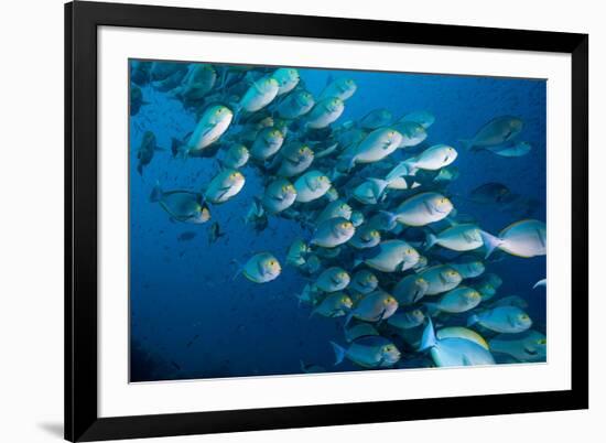 Elongate surgeonfish school, Indonesia-Georgette Douwma-Framed Photographic Print