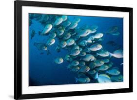 Elongate surgeonfish school, Indonesia-Georgette Douwma-Framed Photographic Print