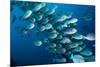 Elongate surgeonfish school, Indonesia-Georgette Douwma-Mounted Photographic Print