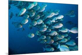 Elongate surgeonfish school, Indonesia-Georgette Douwma-Mounted Photographic Print