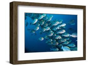 Elongate surgeonfish school, Indonesia-Georgette Douwma-Framed Photographic Print