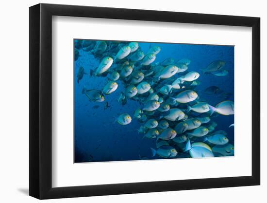 Elongate surgeonfish school, Indonesia-Georgette Douwma-Framed Photographic Print