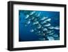 Elongate surgeonfish school, Indonesia-Georgette Douwma-Framed Photographic Print