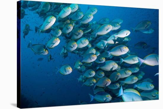 Elongate surgeonfish school, Indonesia-Georgette Douwma-Stretched Canvas