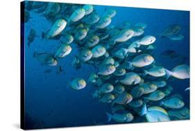 Elongate surgeonfish school, Indonesia-Georgette Douwma-Stretched Canvas