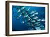 Elongate surgeonfish school, Indonesia-Georgette Douwma-Framed Photographic Print