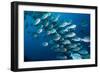 Elongate surgeonfish school, Indonesia-Georgette Douwma-Framed Photographic Print