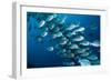 Elongate surgeonfish school, Indonesia-Georgette Douwma-Framed Photographic Print