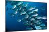 Elongate surgeonfish school, Indonesia-Georgette Douwma-Mounted Photographic Print