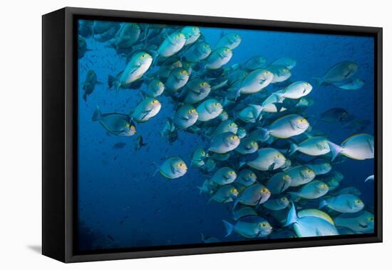 Elongate surgeonfish school, Indonesia-Georgette Douwma-Framed Stretched Canvas