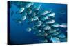 Elongate surgeonfish school, Indonesia-Georgette Douwma-Stretched Canvas