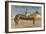 Elongated Horse, Today's Long Shot at Santa Anita, California-null-Framed Art Print