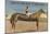 Elongated Horse, Today's Long Shot at Santa Anita, California-null-Mounted Art Print