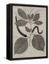 Eloquent Leaves II-Vision Studio-Framed Stretched Canvas