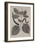 Eloquent Leaves II-Vision Studio-Framed Art Print