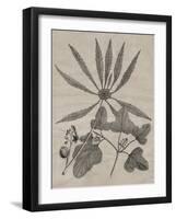 Eloquent Leaves III-Vision Studio-Framed Art Print