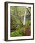 Elowah Falls, Everlasting Pea (Lathyrus latifolius), Columbia Gorge scenic area, Oregon-Stuart Westmorland-Framed Photographic Print