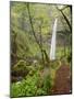 Elowah Falls, Everlasting Pea (Lathyrus latifolius), Columbia Gorge scenic area, Oregon-Stuart Westmorland-Mounted Photographic Print