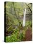 Elowah Falls, Everlasting Pea (Lathyrus latifolius), Columbia Gorge scenic area, Oregon-Stuart Westmorland-Stretched Canvas