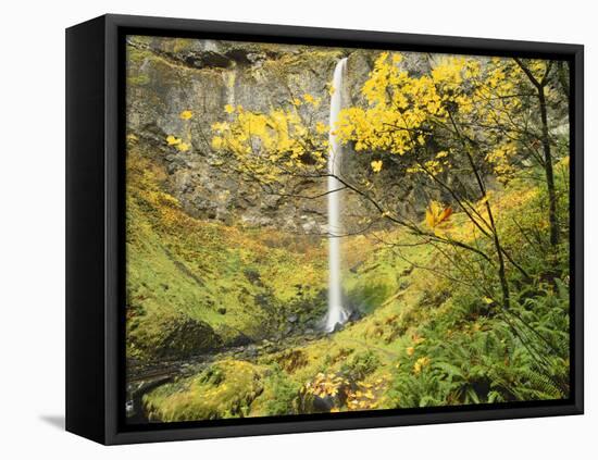 Elowah Falls in Autumn, Columbia Gorge National Scenic Area, Oregon, USA-Stuart Westmoreland-Framed Stretched Canvas