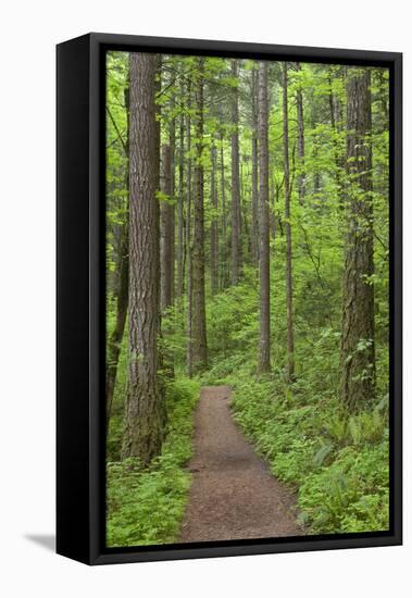 Elowah Falls Trail in Forest Columbia River Gorge, Oregon, USA-Jaynes Gallery-Framed Stretched Canvas