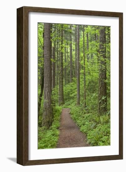 Elowah Falls Trail in Forest Columbia River Gorge, Oregon, USA-Jaynes Gallery-Framed Photographic Print