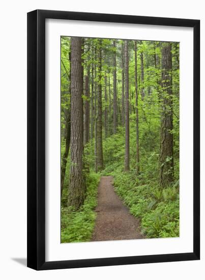 Elowah Falls Trail in Forest Columbia River Gorge, Oregon, USA-Jaynes Gallery-Framed Photographic Print