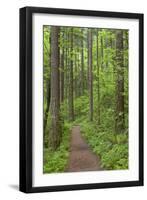 Elowah Falls Trail in Forest Columbia River Gorge, Oregon, USA-Jaynes Gallery-Framed Photographic Print