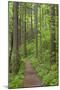 Elowah Falls Trail in Forest Columbia River Gorge, Oregon, USA-Jaynes Gallery-Mounted Photographic Print