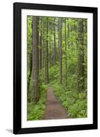 Elowah Falls Trail in Forest Columbia River Gorge, Oregon, USA-Jaynes Gallery-Framed Photographic Print