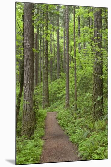 Elowah Falls Trail in Forest Columbia River Gorge, Oregon, USA-Jaynes Gallery-Mounted Photographic Print