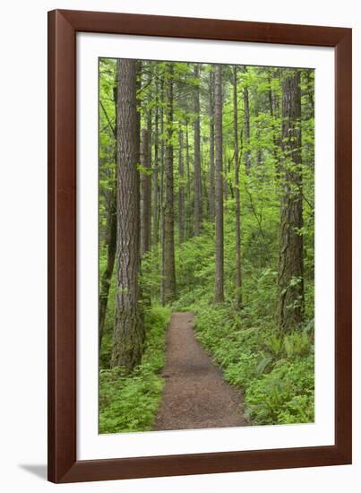 Elowah Falls Trail in Forest Columbia River Gorge, Oregon, USA-Jaynes Gallery-Framed Photographic Print