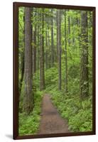 Elowah Falls Trail in Forest Columbia River Gorge, Oregon, USA-Jaynes Gallery-Framed Photographic Print