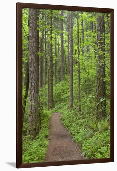 Elowah Falls Trail in Forest Columbia River Gorge, Oregon, USA-Jaynes Gallery-Framed Photographic Print