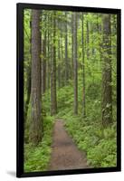 Elowah Falls Trail in Forest Columbia River Gorge, Oregon, USA-Jaynes Gallery-Framed Photographic Print