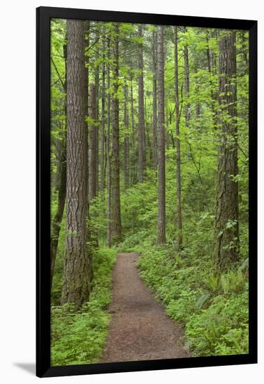 Elowah Falls Trail in Forest Columbia River Gorge, Oregon, USA-Jaynes Gallery-Framed Photographic Print