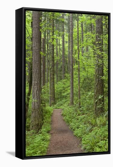 Elowah Falls Trail in Forest Columbia River Gorge, Oregon, USA-Jaynes Gallery-Framed Stretched Canvas