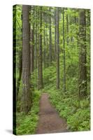 Elowah Falls Trail in Forest Columbia River Gorge, Oregon, USA-Jaynes Gallery-Stretched Canvas