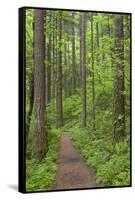 Elowah Falls Trail in Forest Columbia River Gorge, Oregon, USA-Jaynes Gallery-Framed Stretched Canvas