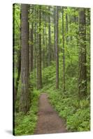 Elowah Falls Trail in Forest Columbia River Gorge, Oregon, USA-Jaynes Gallery-Stretched Canvas