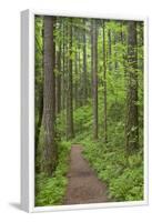 Elowah Falls Trail in Forest Columbia River Gorge, Oregon, USA-Jaynes Gallery-Framed Photographic Print